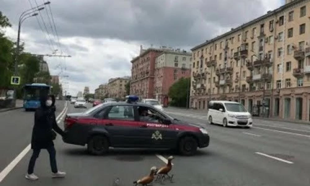 Ρωσία: Περιπολικό μπλοκάρει την κυκλοφορία για να περάσουν… πάπιες!